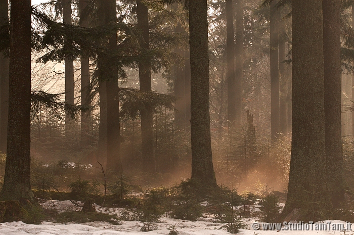 Nebbia e luce.jpg